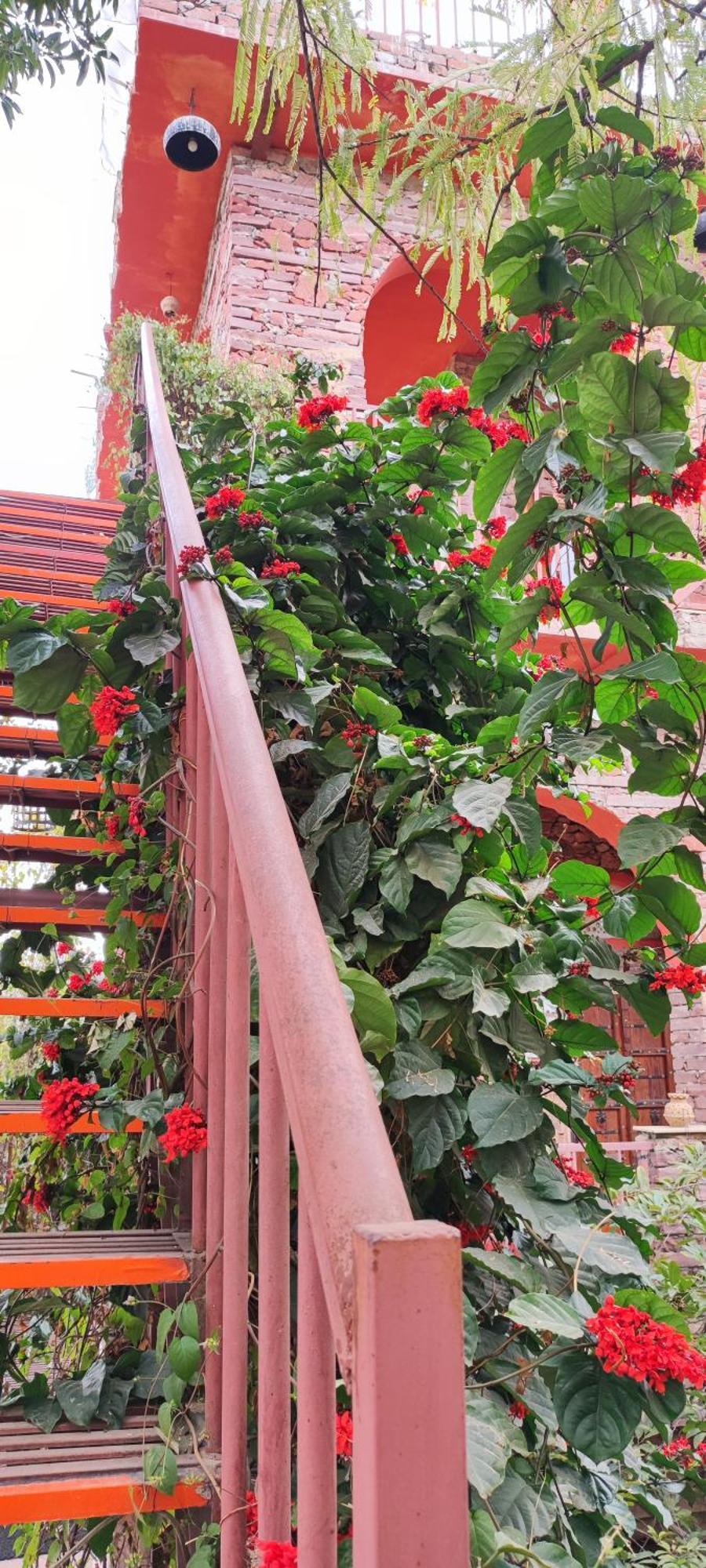 The Secret Garden Bed and Breakfast Pushkar Buitenkant foto